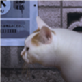 翌日猫之怪奇谭手机版v1.0